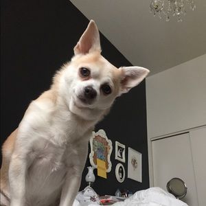 Meet your Posher, Billie